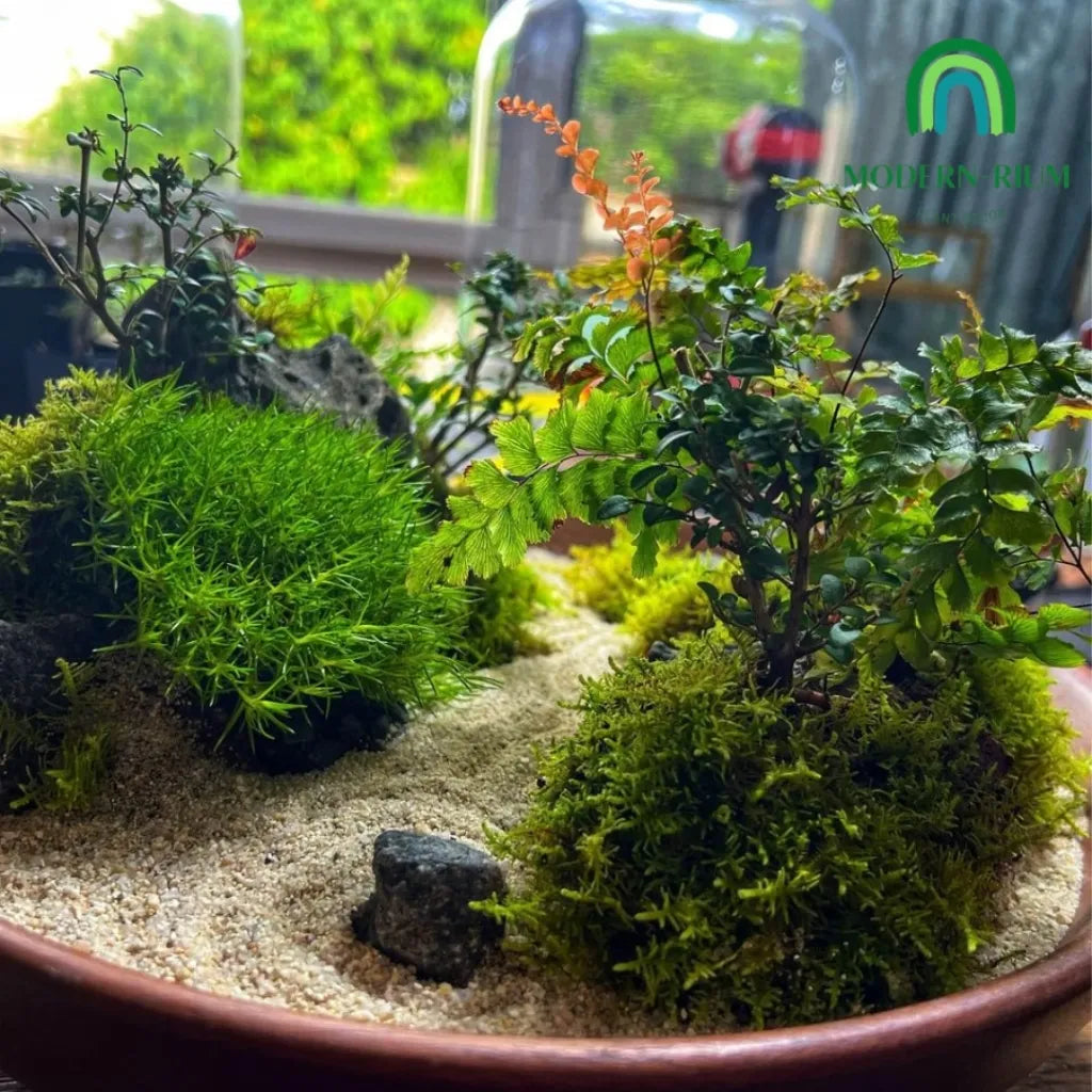 zen-themed-mini-terrarium-modernrium