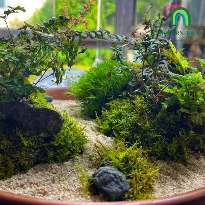 zen-themed-mini-terrarium-modernrium