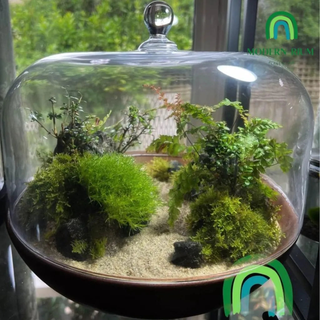 zen-themed-mini-terrarium-modernrium