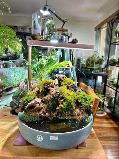 bonsai tree in terrarium Bonsai Aquarium TerrariumBonsai Aquarium Terrariummodernrium