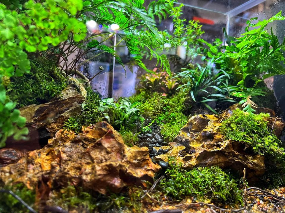 Forest Scaped TerrariumForest Scaped Terrarium