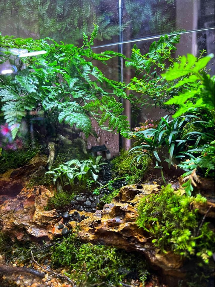 Forest Scaped TerrariumForest Scaped Terrarium