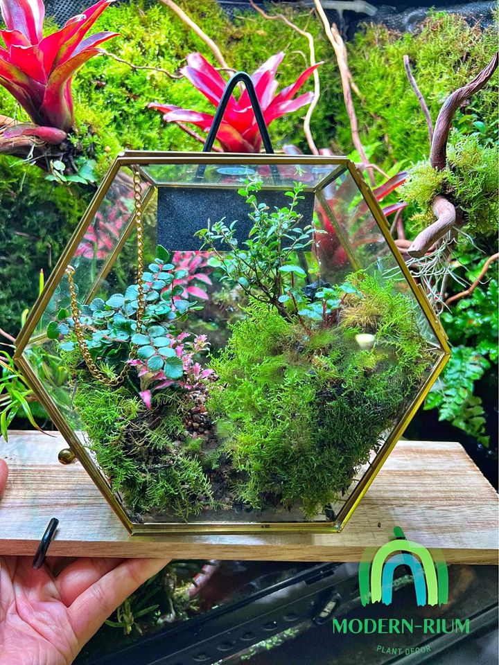 Mountain Landscape Glass Hexagon Terrarium