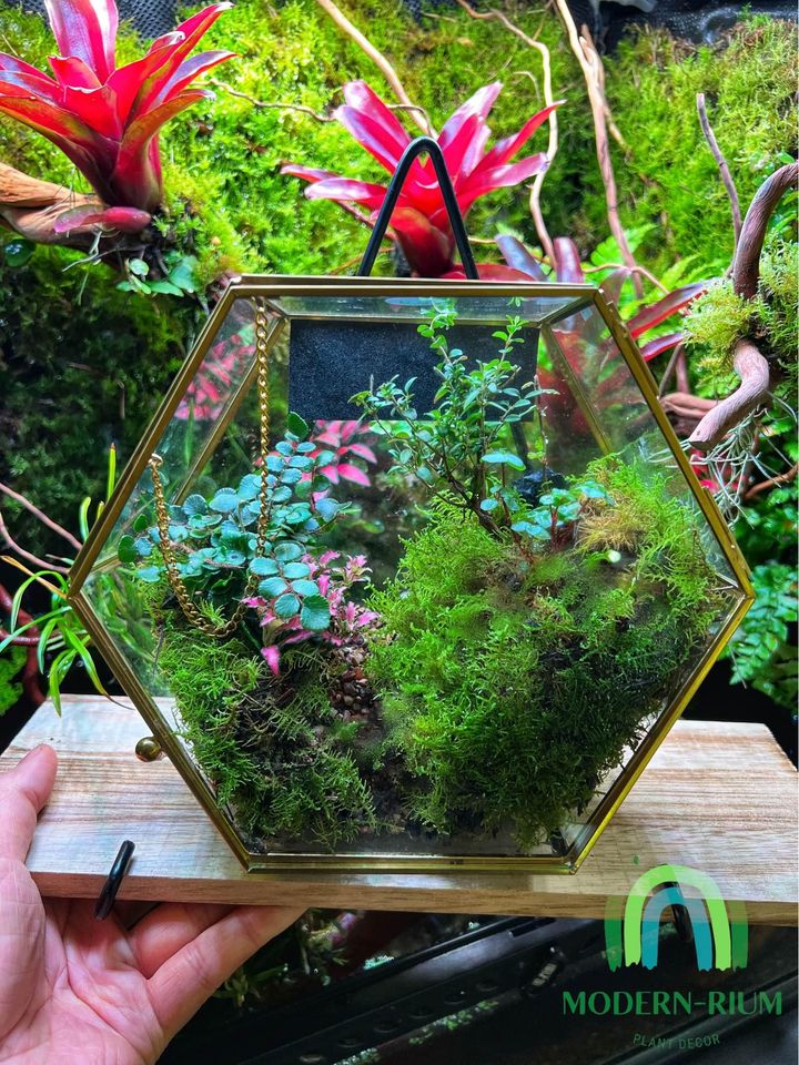 Mountain Landscape Glass Hexagon Terrarium