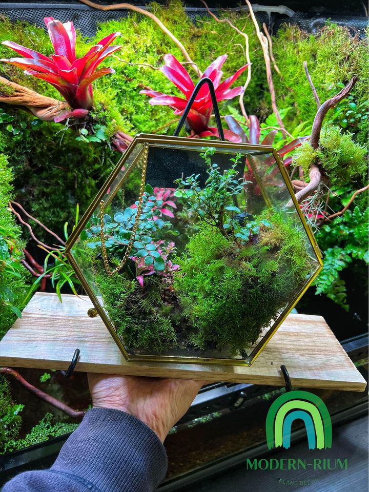 Mountain Landscape Glass Hexagon Terrarium