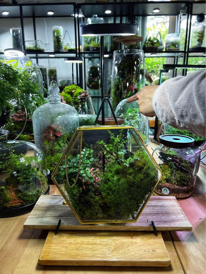 Mountain Landscape Glass Hexagon Terrarium