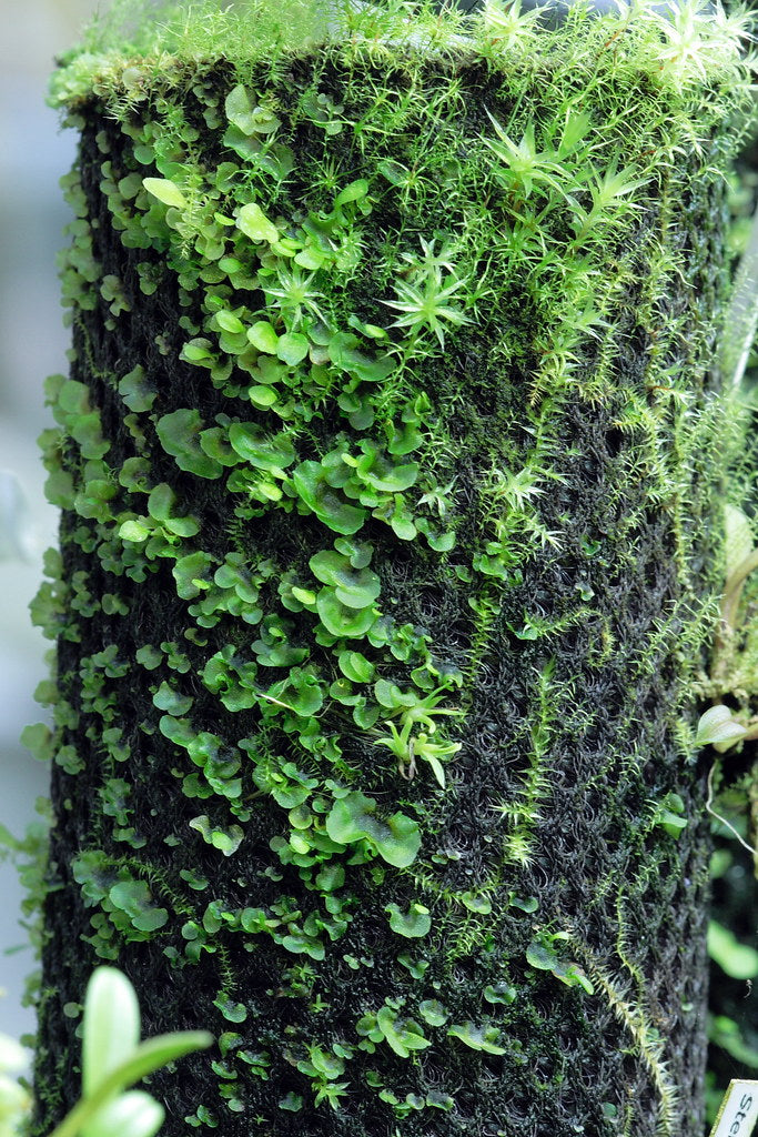 Hygrolon - Moss/ Fern growing mediumHygrolon - Moss/ Fern growing medium