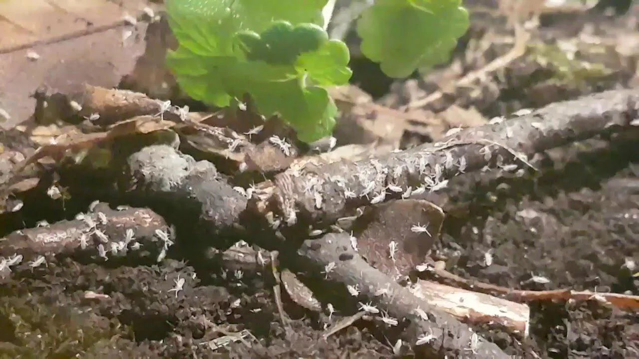 Springtail - CleanSpringtail - Clean up crew - mold and fungus cleaner