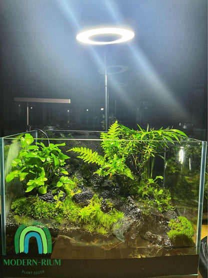 Aqua Terrarium Tank Stream Style