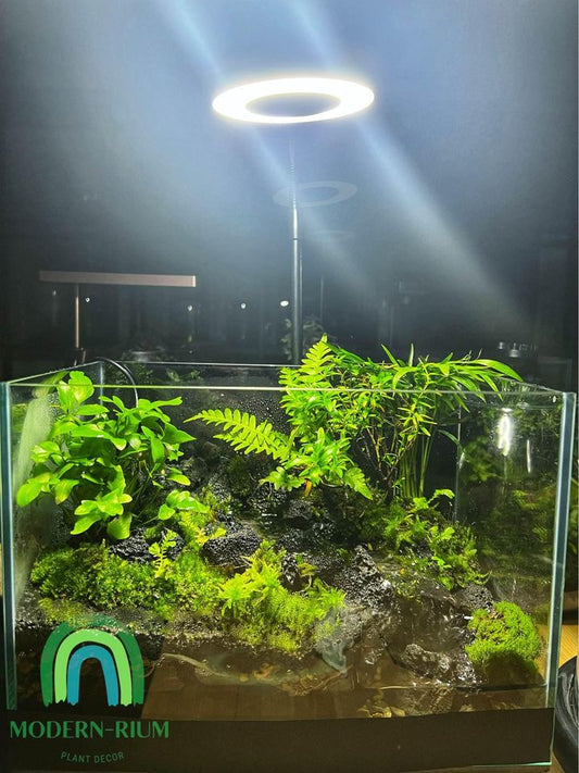 How To Make AquaTerrarium with Moss & Carpet Plant 