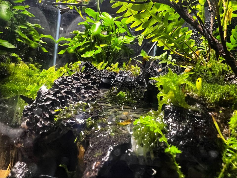 Aqua Terrarium Tank Stream Style