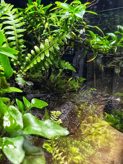 Aqua Terrarium Tank Stream Style