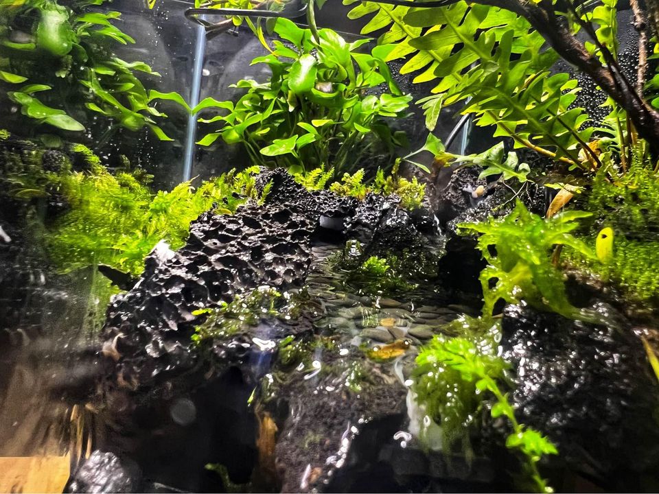 Aqua Terrarium Tank Stream Style