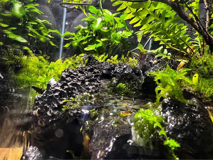 Aqua Terrarium Tank Stream Style