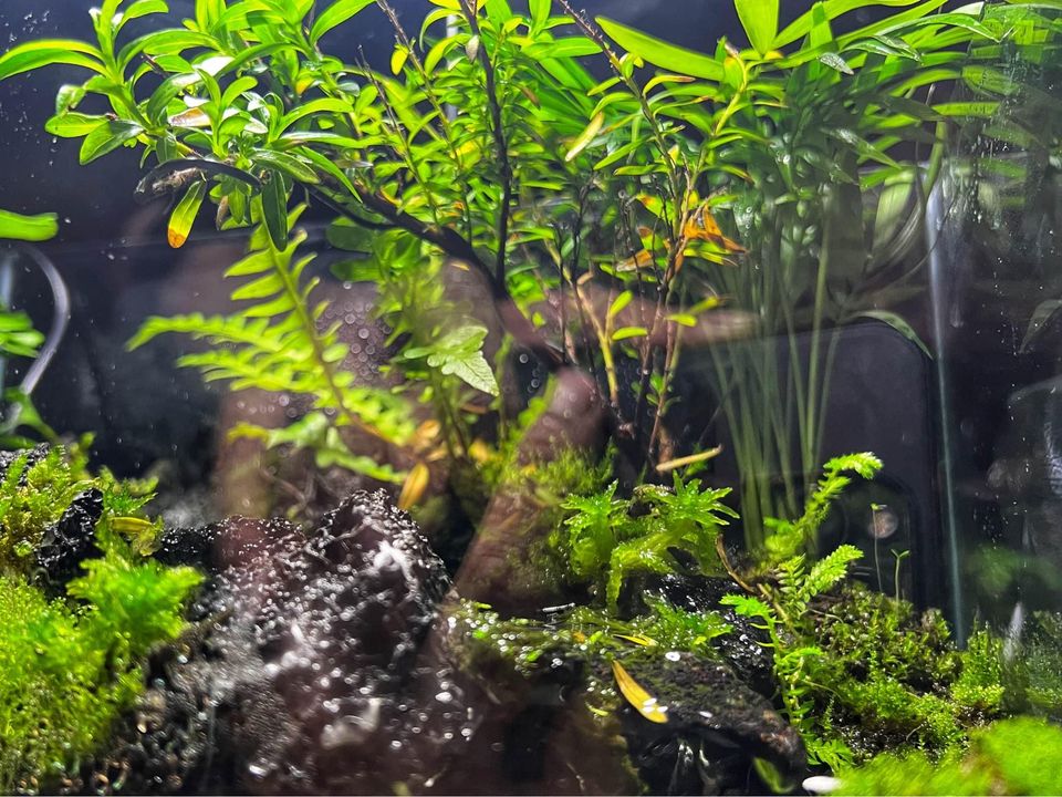 Aqua Terrarium Tank Stream Style