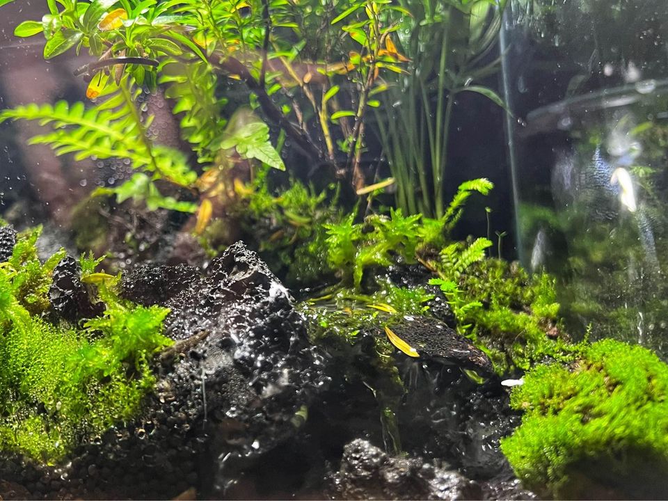 Aqua Terrarium Tank Stream Style