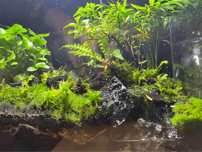 Aqua Terrarium Tank Stream Style