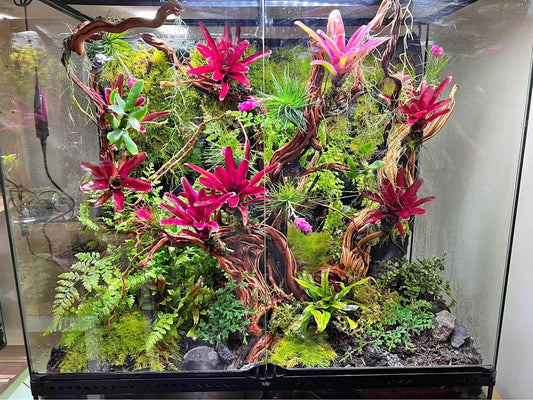 Vivarium TerrariumVivarium Terrarium with dripping system